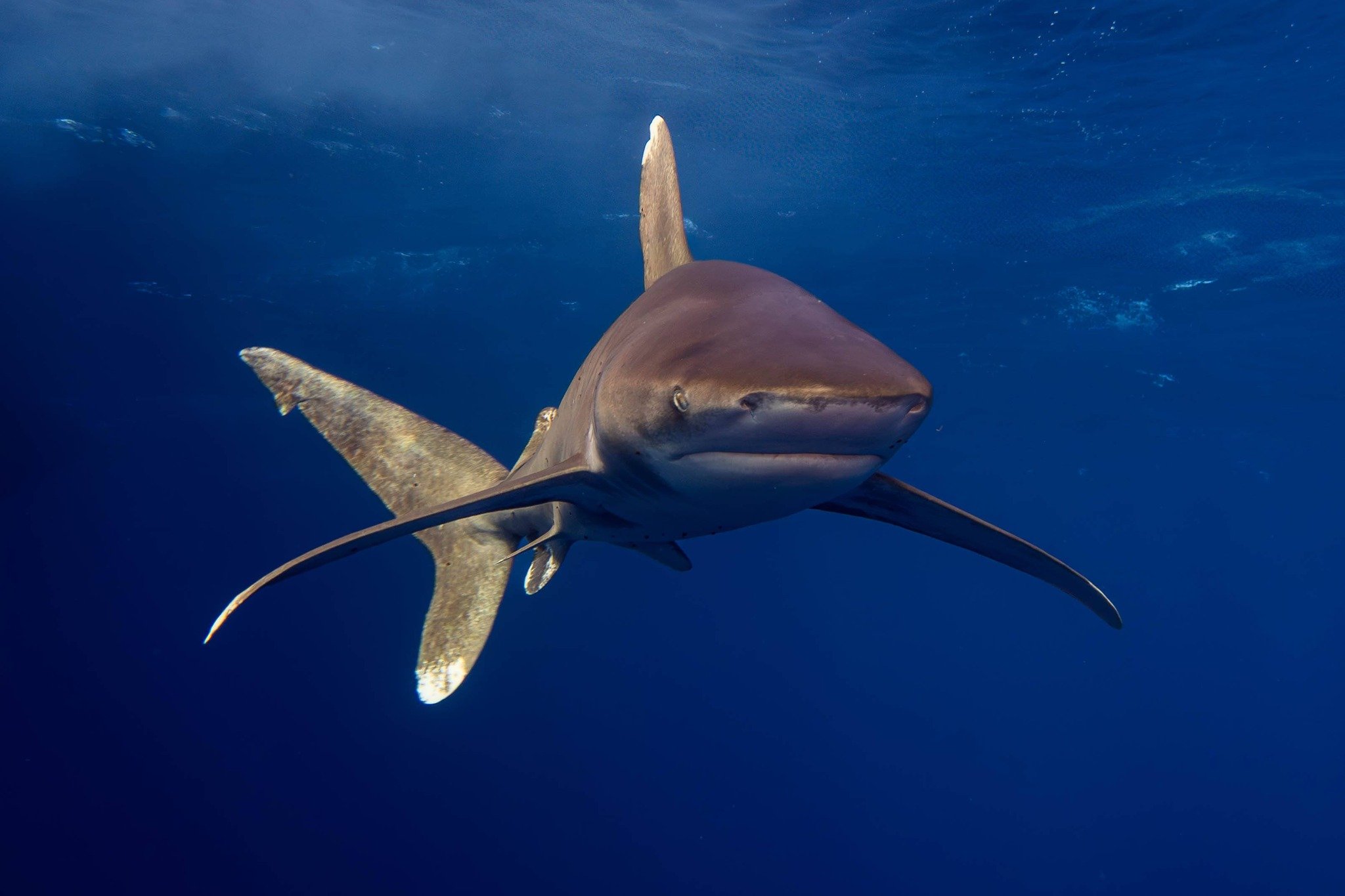 2025-12 - Thema Haai - HendrikM