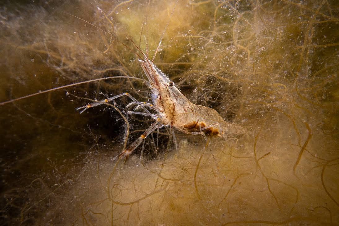 wagtail_15_2025-08 - Thema Garnaal - RenaatP