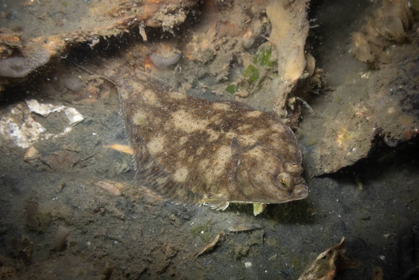 wagtail_13_2025-08 - Thema Platvis - RenaatP