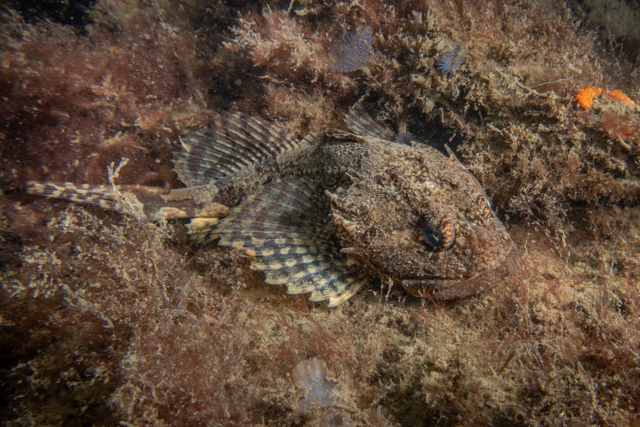 wagtail_17_2025-10 - Thema Donderpad - RenaatP